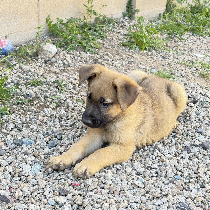 Clyde~ Playful And Cuddly thumbnail 5