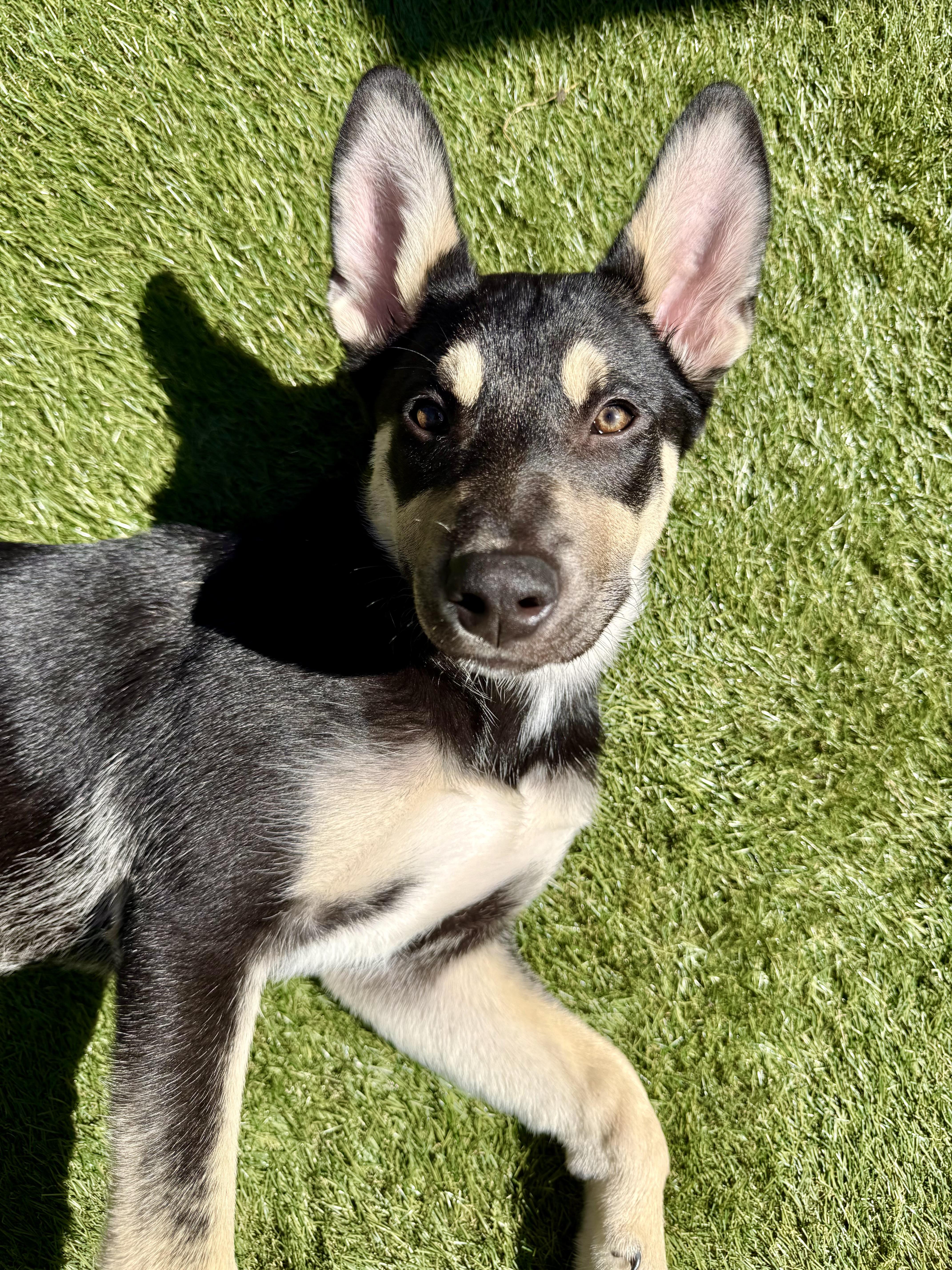 Stella~ Intelligent And Snuggly thumbnail 2