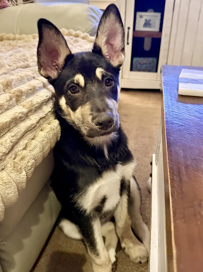 Stella~ Intelligent And Snuggly