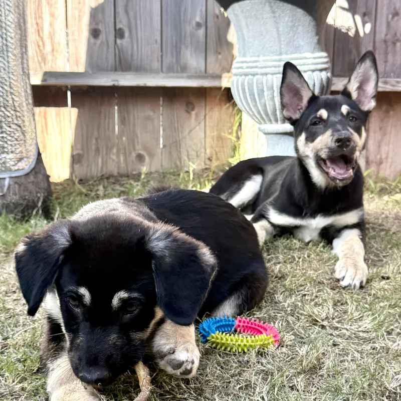 Stella~ Intelligent And Snuggly thumbnail 3