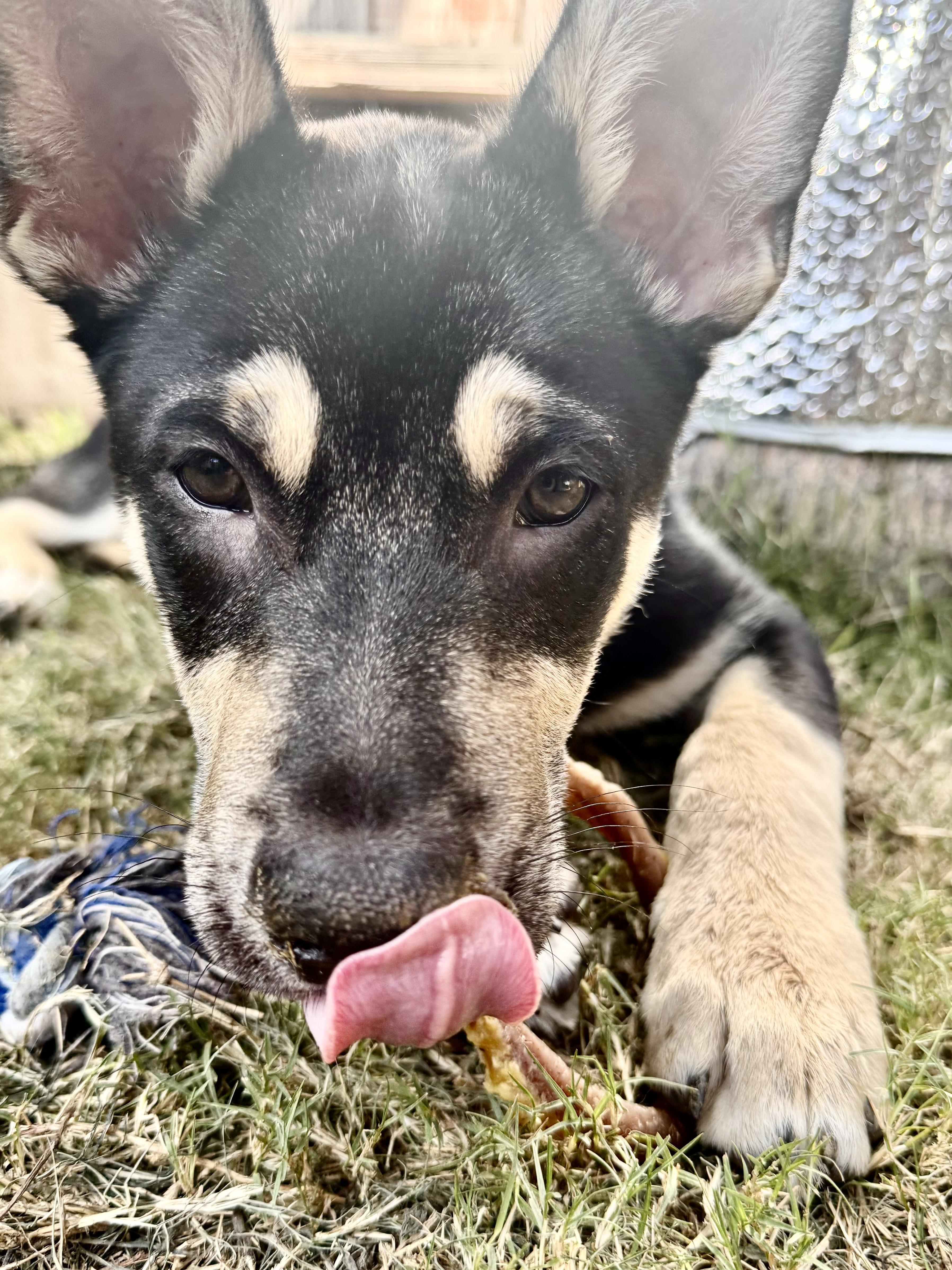 Stella~ Intelligent And Snuggly thumbnail 4