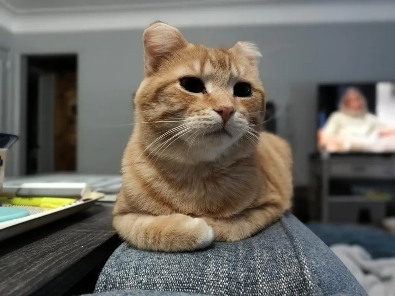 An adult large-sized male Domestic Short Hair cat named Sunset for adoption in Minneapolis, MN