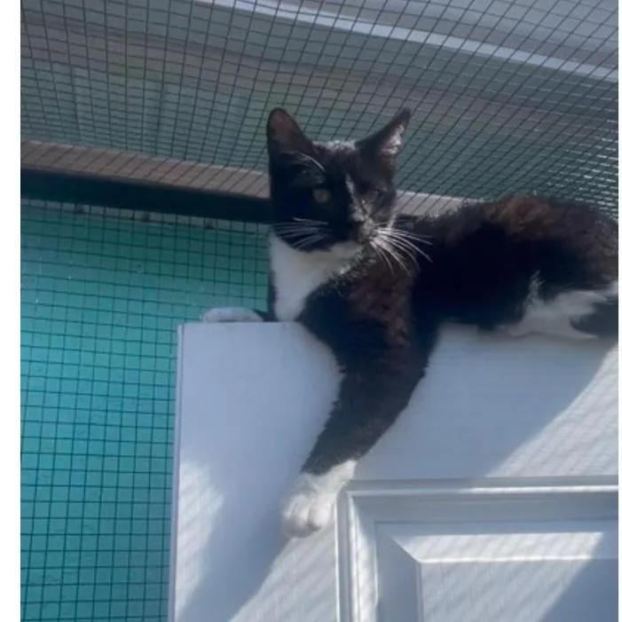 Mcintosh thumbnail 2