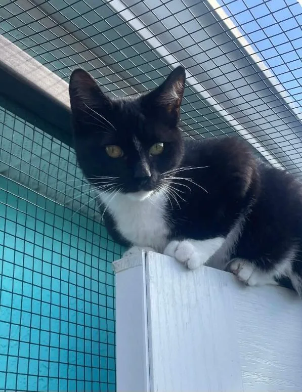 Mcintosh thumbnail 3