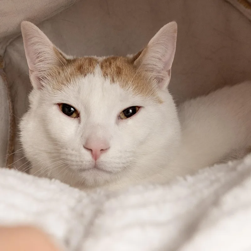 Marshall thumbnail 2