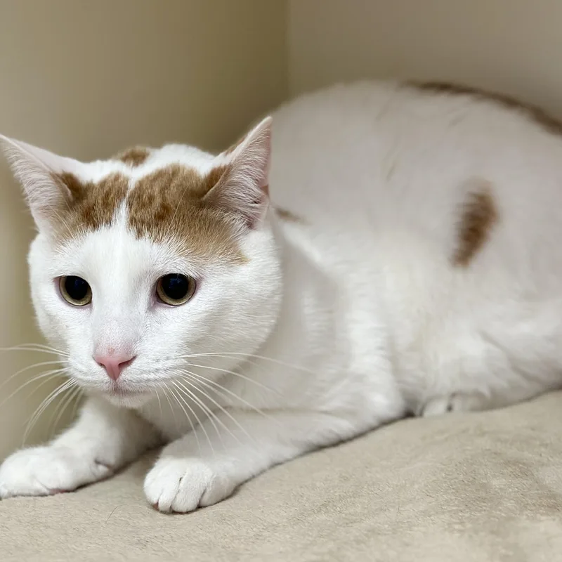 Marshall thumbnail 3