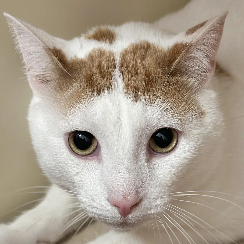 Marshall thumbnail 5