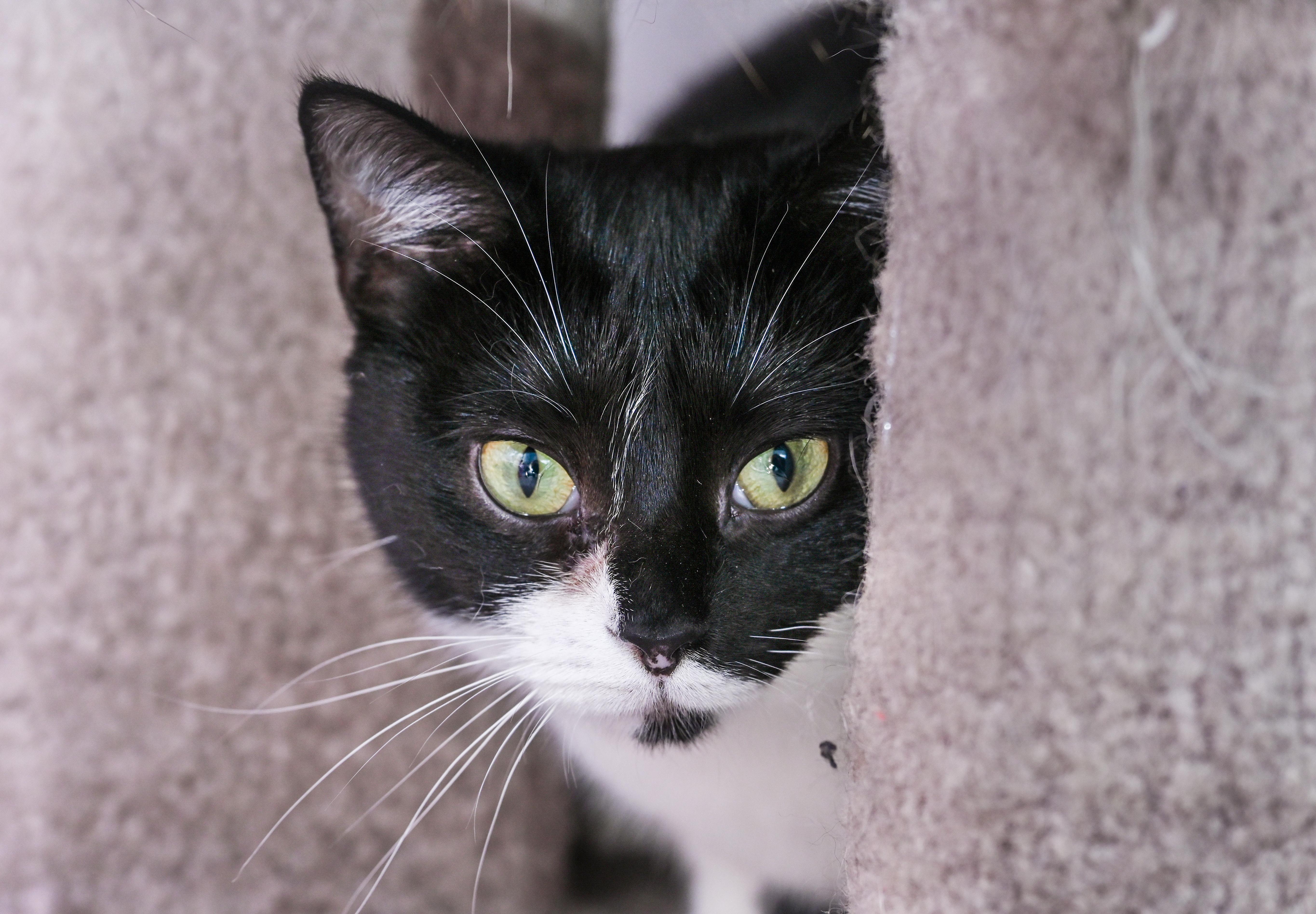 Moonlight Sonata thumbnail 2