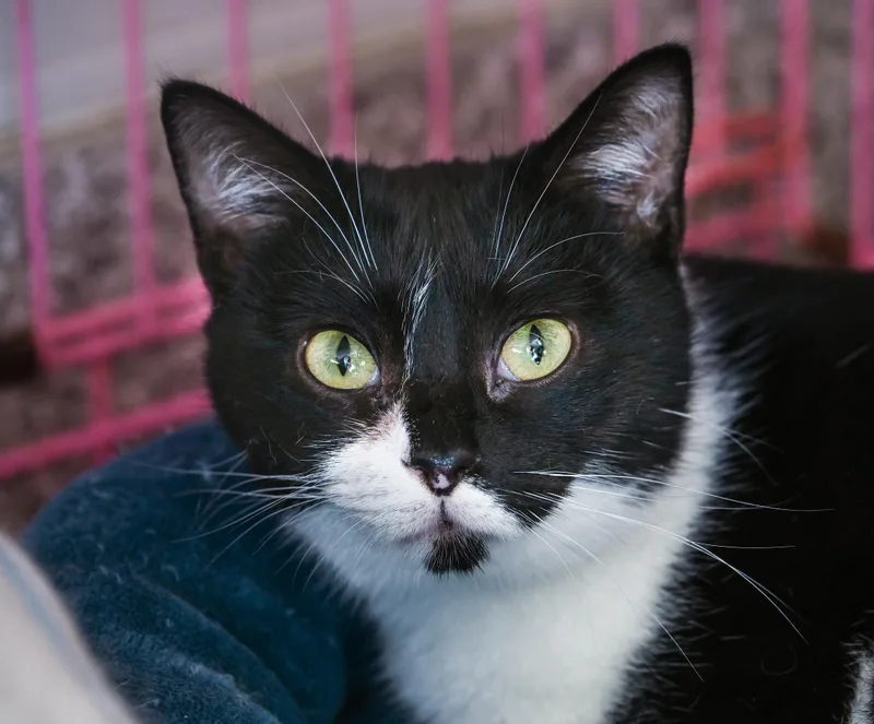 Moonlight Sonata thumbnail 3