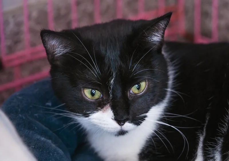 Moonlight Sonata thumbnail 4