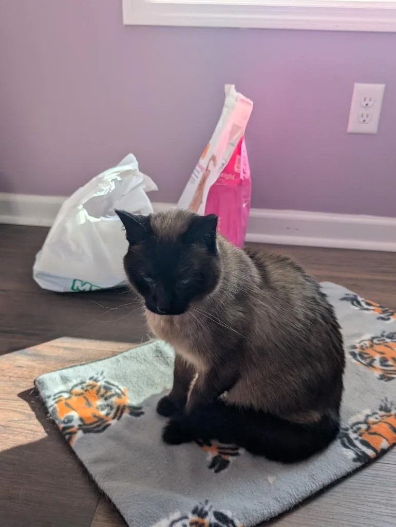 Nalano Longer Accepting Apps thumbnail 2