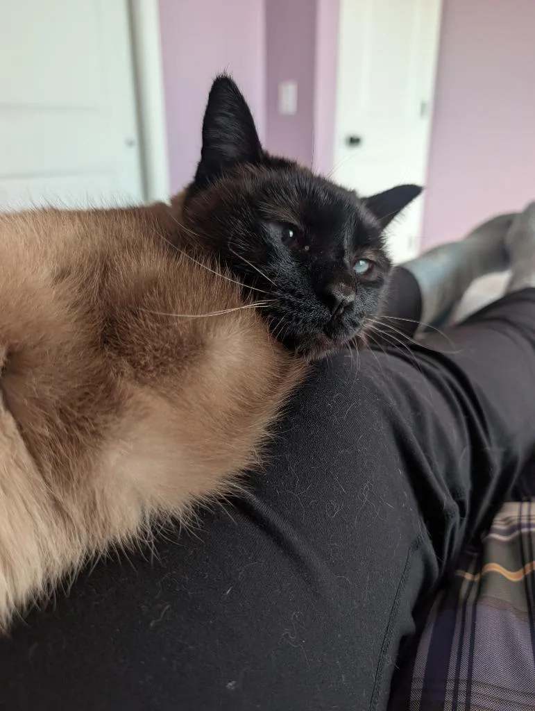 Nalano Longer Accepting Apps thumbnail 3