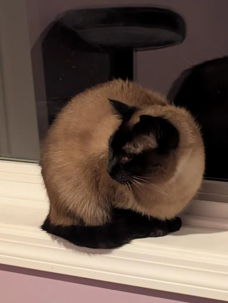 Nalano Longer Accepting Apps thumbnail 4