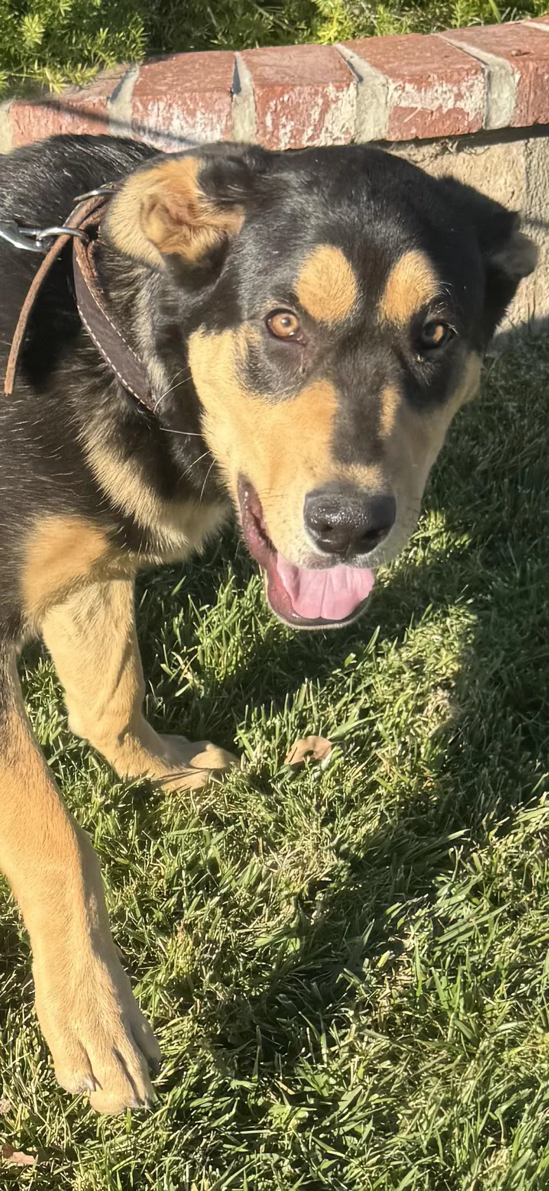 Charley~ Happy Heart thumbnail 2