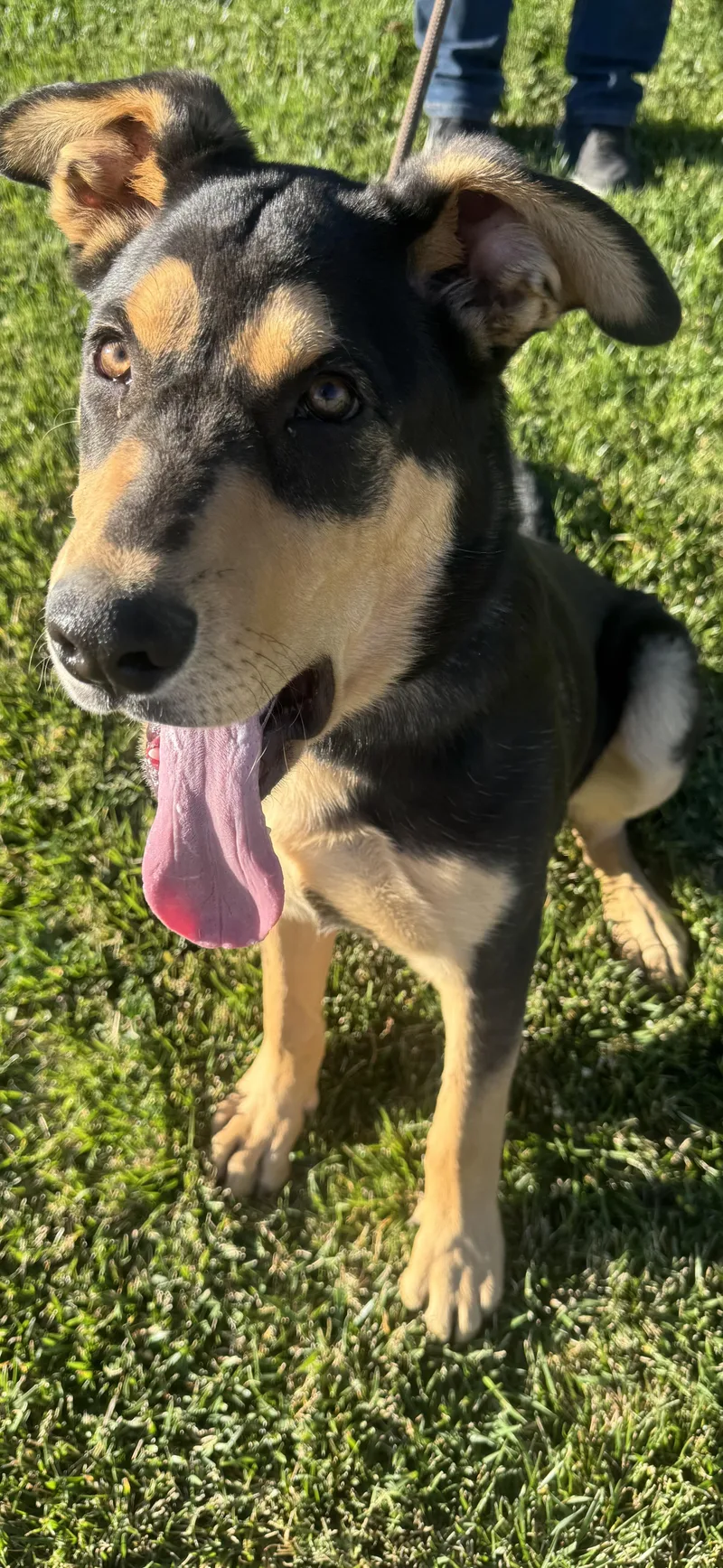 Charley~ Happy Heart thumbnail 3