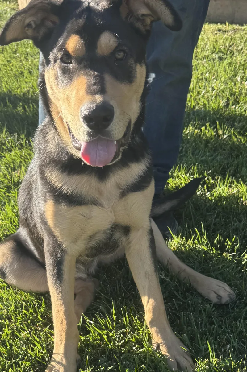 Charley~ Happy Heart thumbnail 4