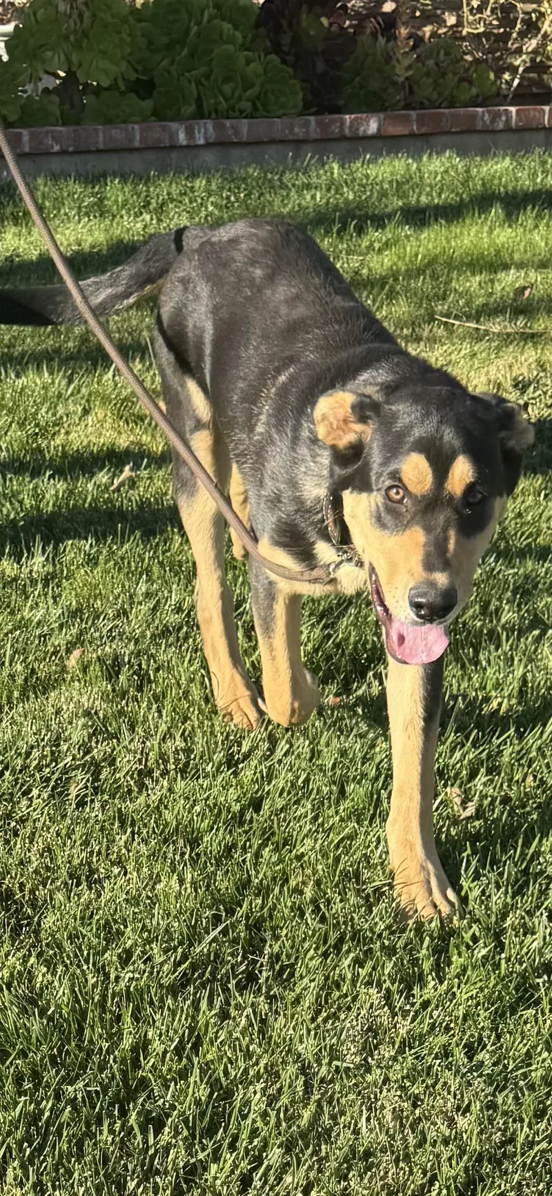 Charley~ Happy Heart