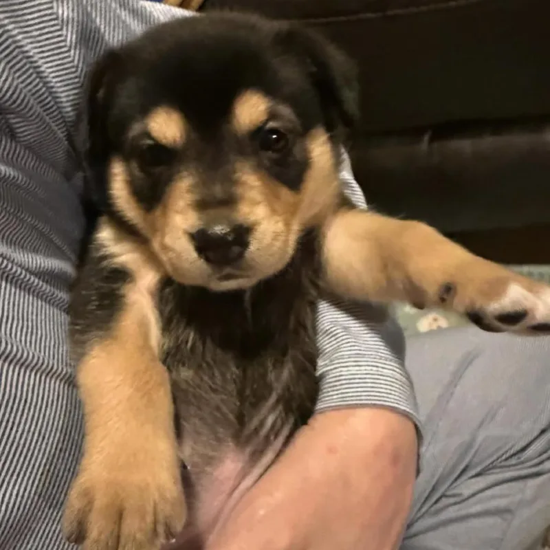 Clover C thumbnail 2