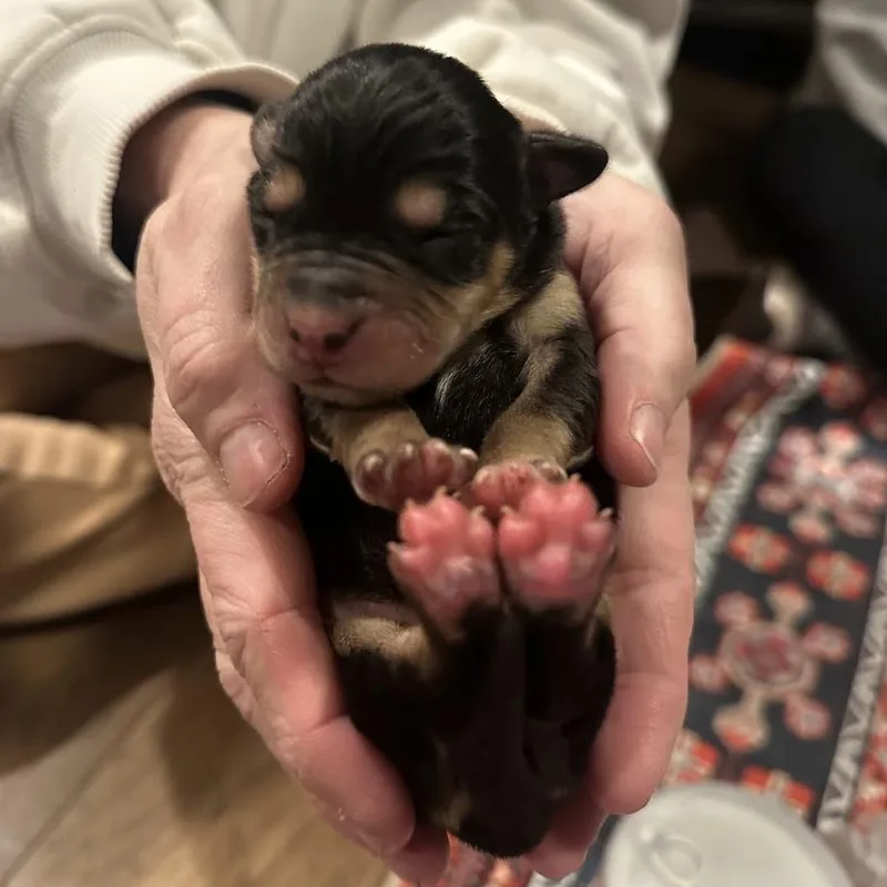 Clover C thumbnail 3