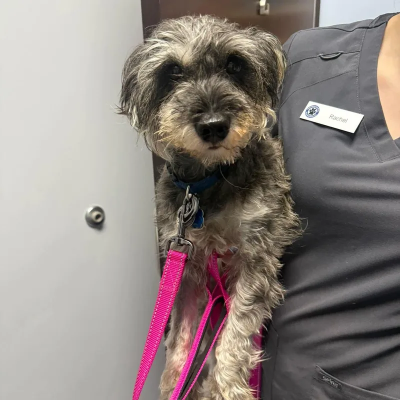 Winston: Sponsor Me! thumbnail 2