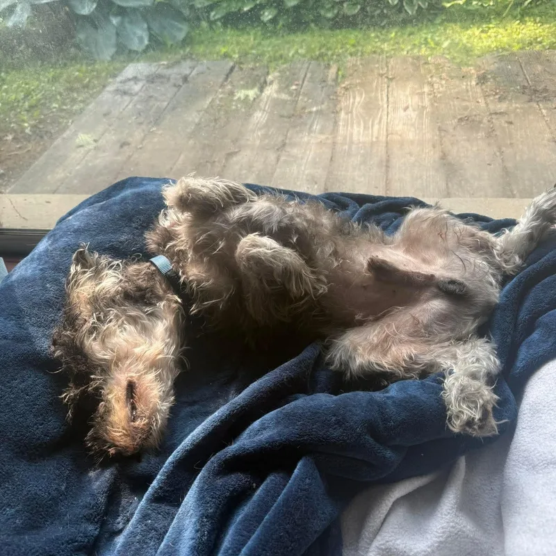 Winston: Sponsor Me! thumbnail 3