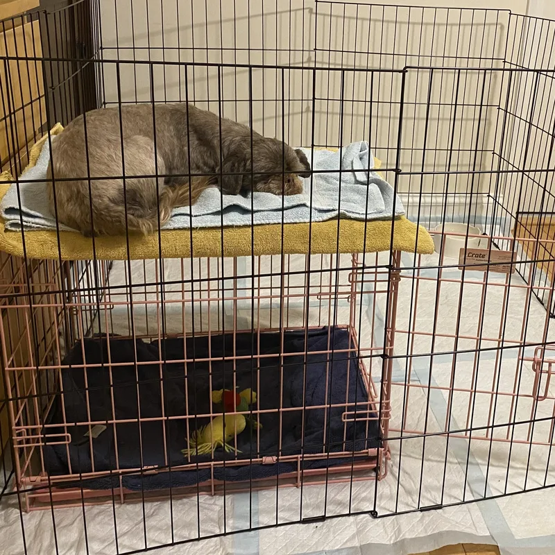 Emily: Needs Sponsors! thumbnail 4