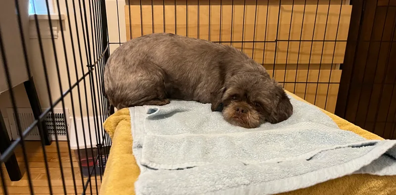 Emily: Needs Sponsors! thumbnail 6