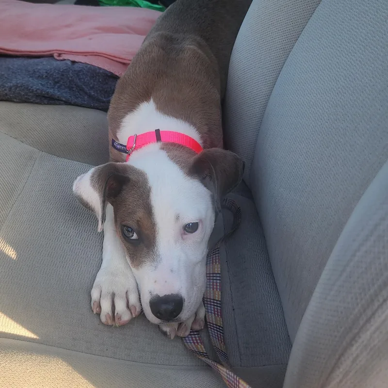 Isabella thumbnail 2