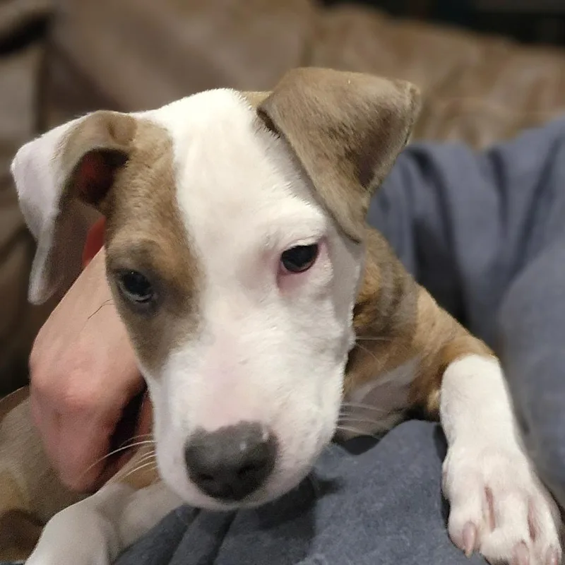 Isabella thumbnail 3