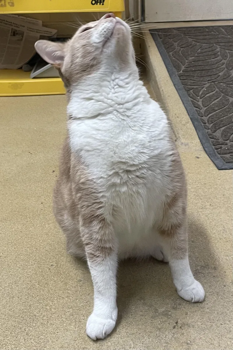 Sebastian And Roscoe thumbnail 2