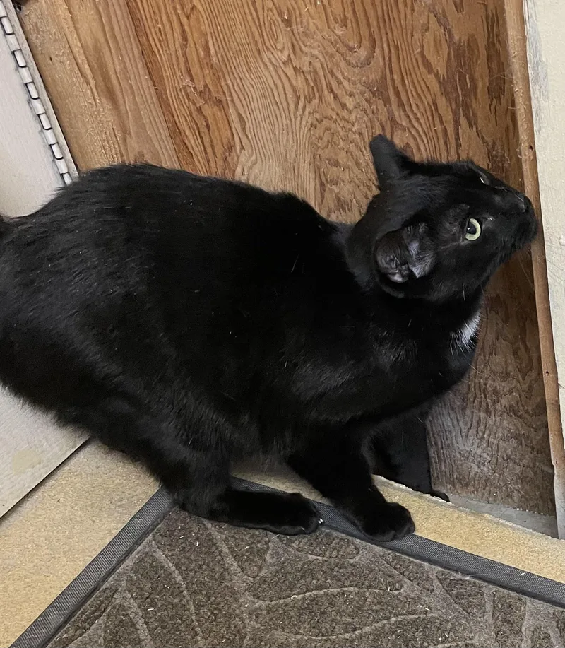 Sebastian And Roscoe thumbnail 4