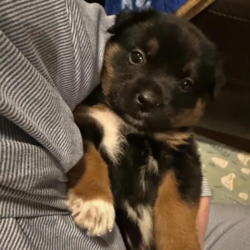 Sprout C thumbnail 3