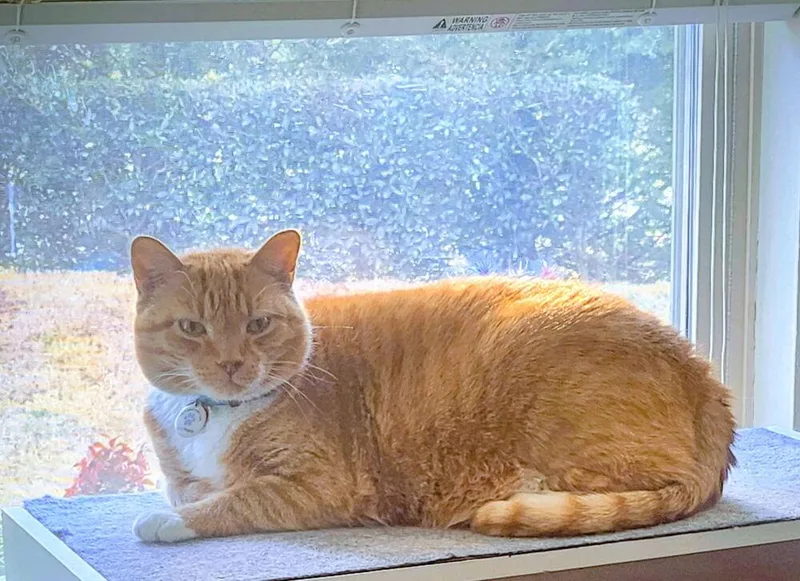 Garfield thumbnail 2