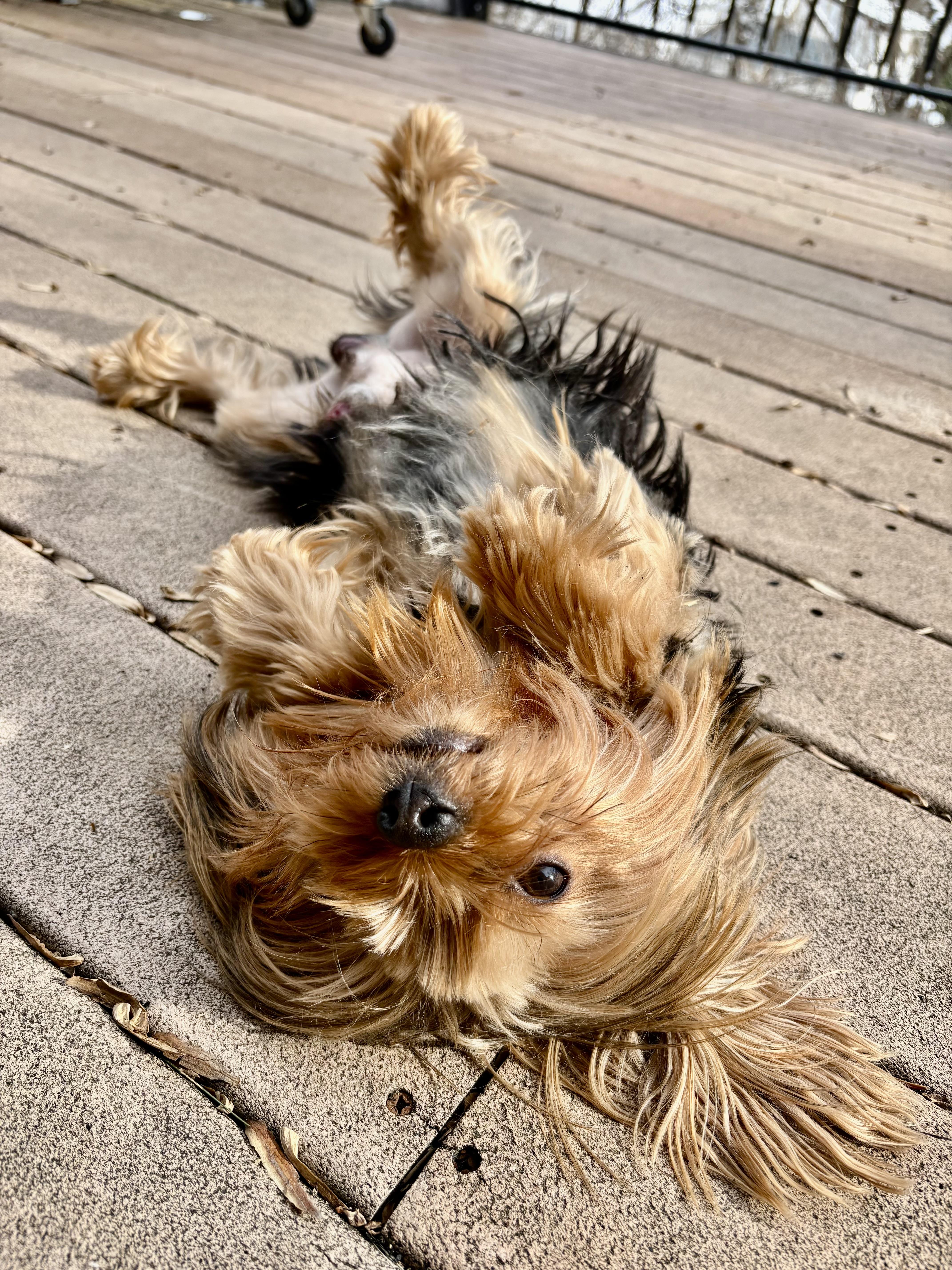 Gizmo thumbnail 2