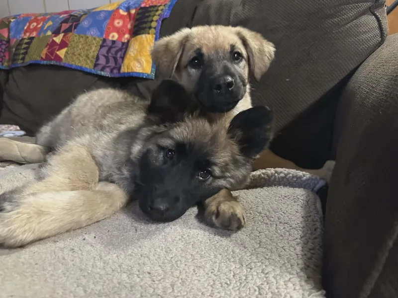 Miss Rosie Frühling thumbnail 4