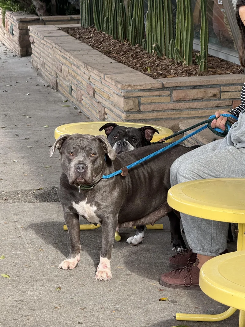 Princess thumbnail 6