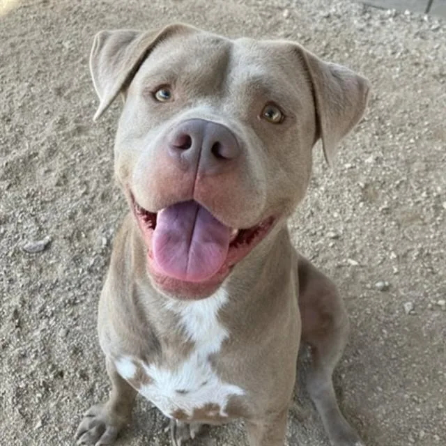 Cardinal thumbnail 2