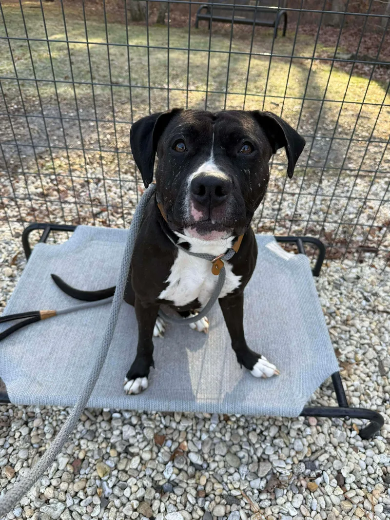 Estrella thumbnail 2