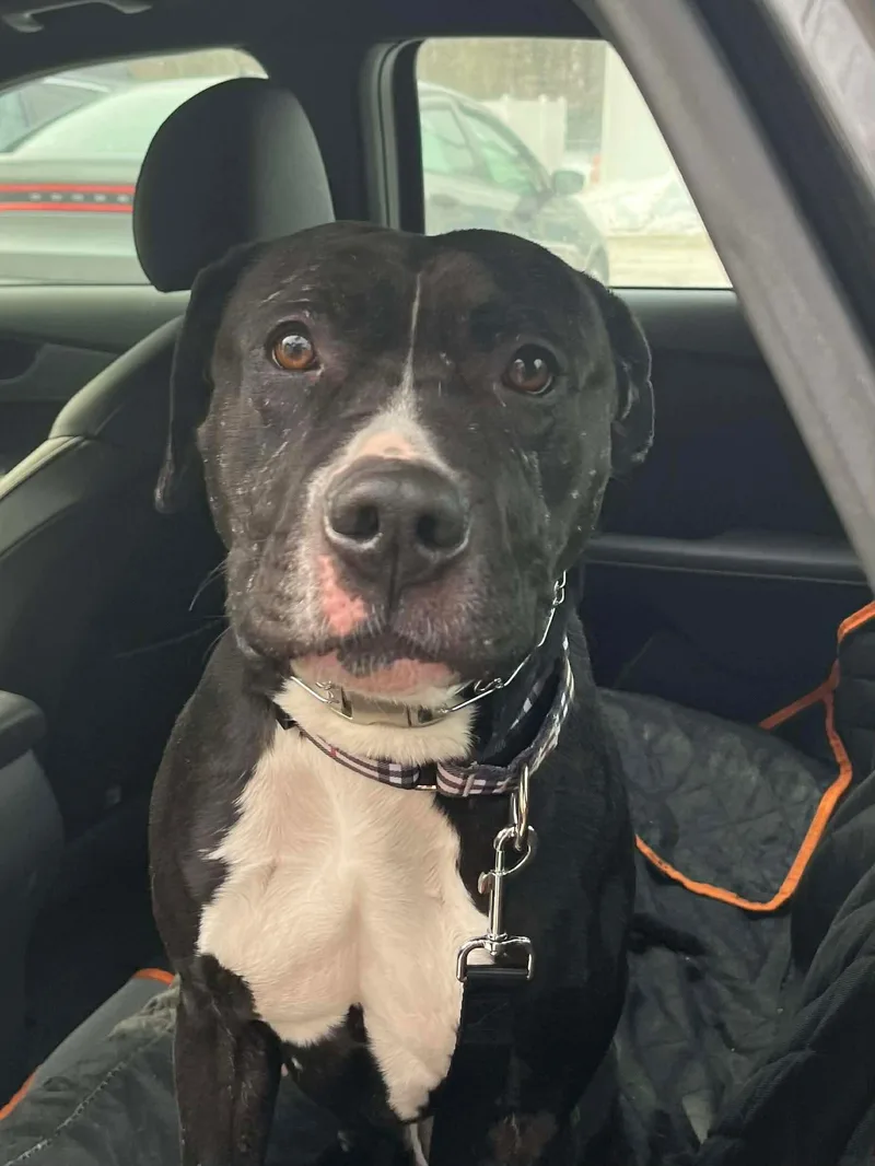 Estrella thumbnail 3