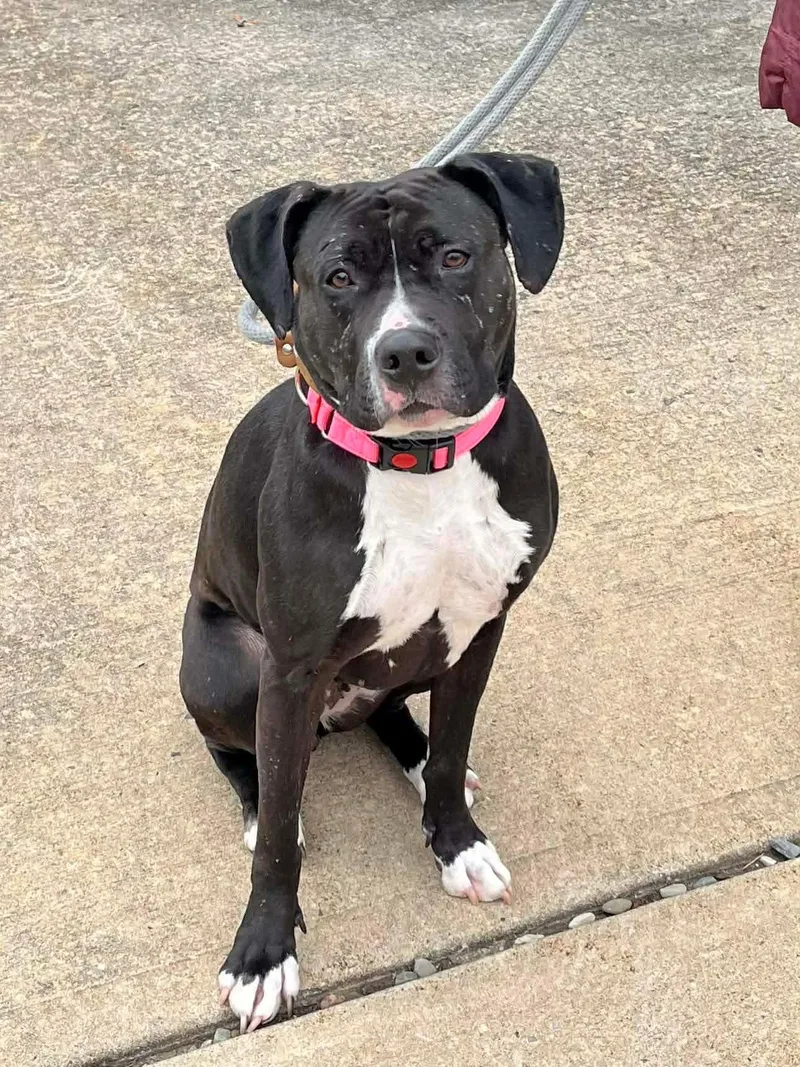 Estrella thumbnail 4