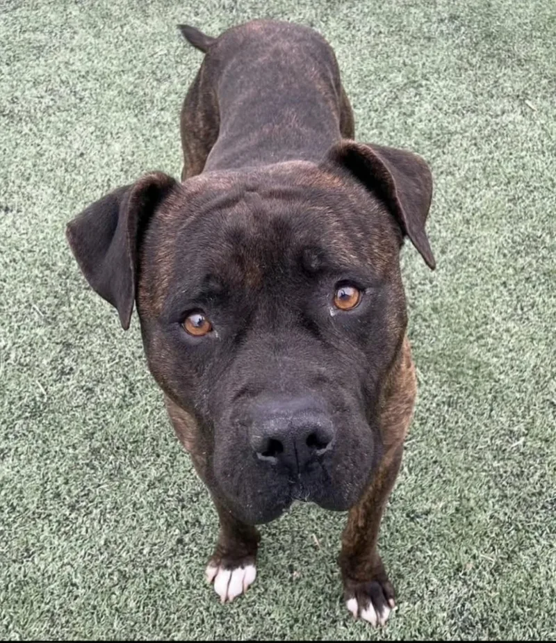 Tommy Pickles thumbnail 2