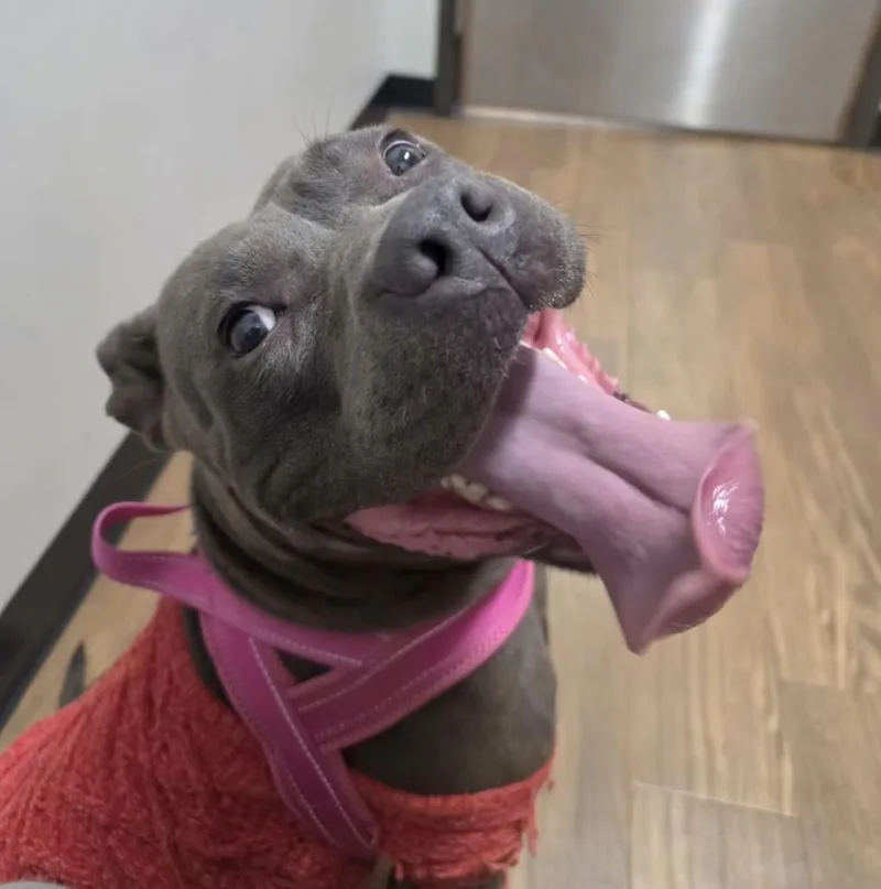 Samantha thumbnail 2