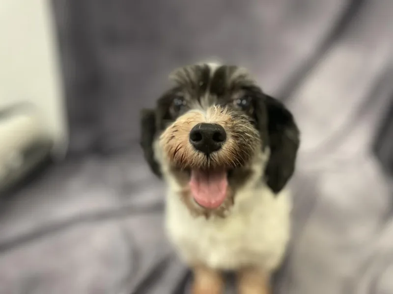 Savannah thumbnail 3