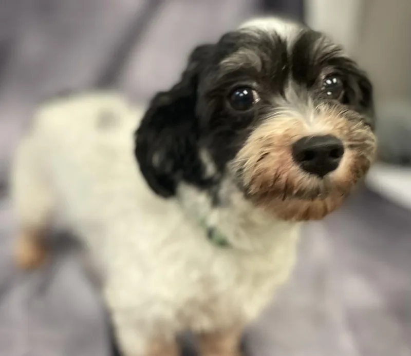 Savannah thumbnail 4