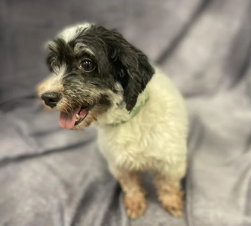 Savannah thumbnail 5