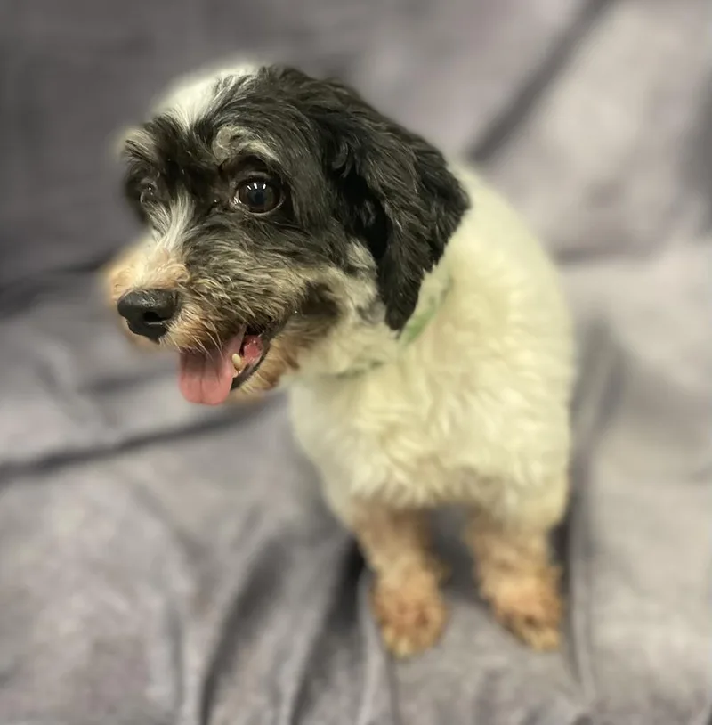 Savannah thumbnail 6