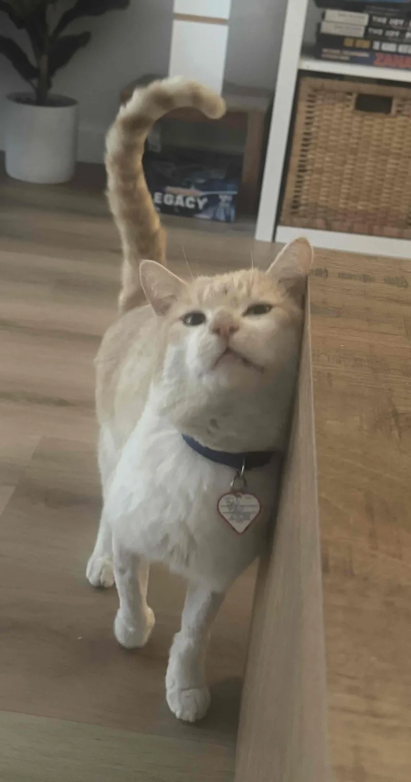 Valentine thumbnail 2