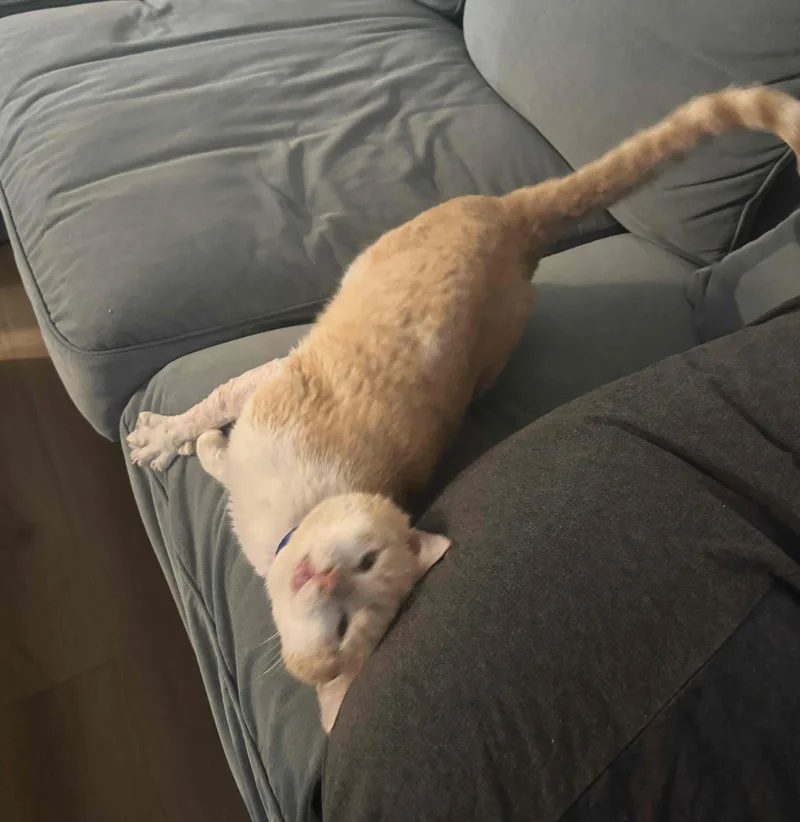 Valentine thumbnail 3