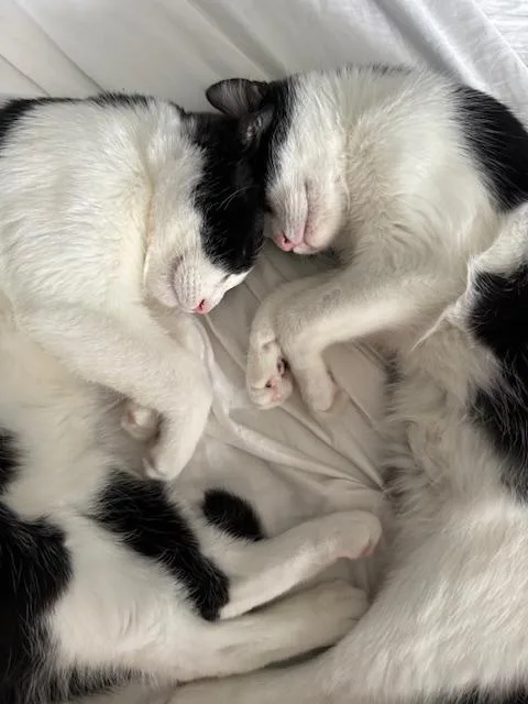 Ollie & Oskie Siblings thumbnail 2