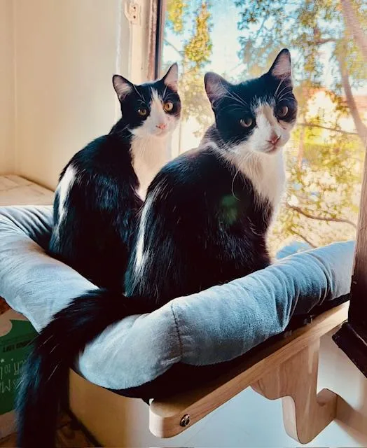 Ollie & Oskie Siblings thumbnail 3